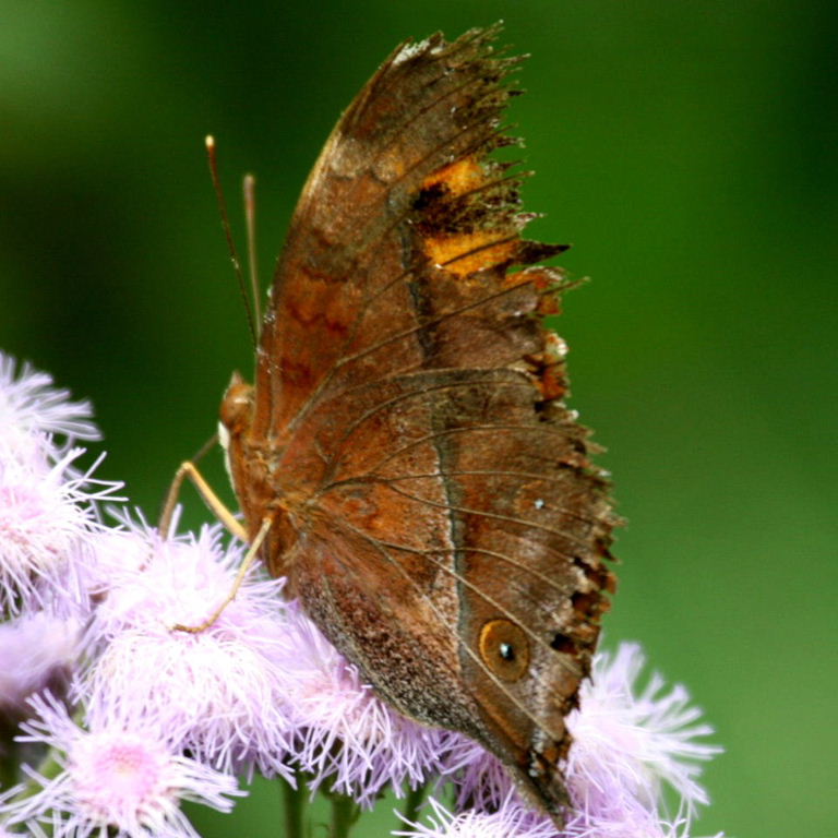 Autumn Leaf Butterfly
