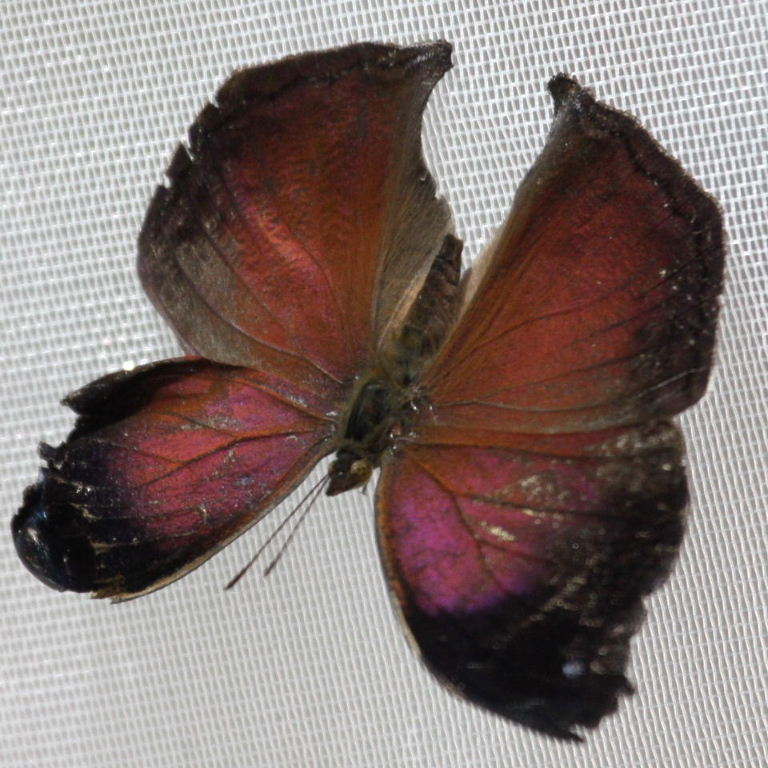 Lilac Mother of Pearl Butterfly