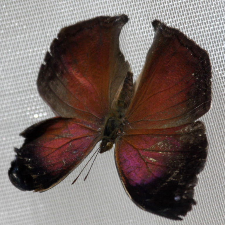 Lilac Beauty Butterfly topside