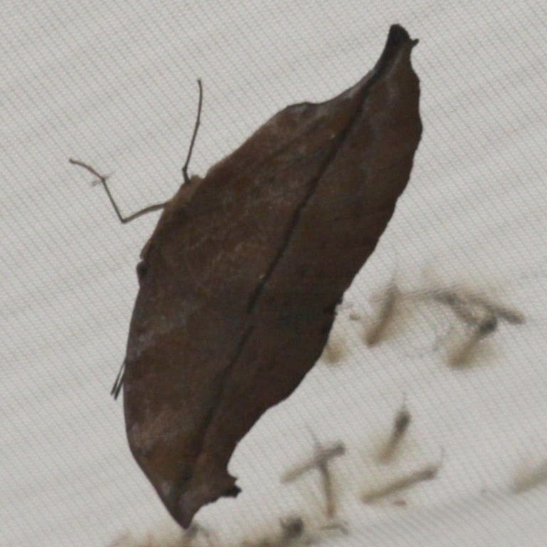 Lilac Mother of Pearl Butterfly closed