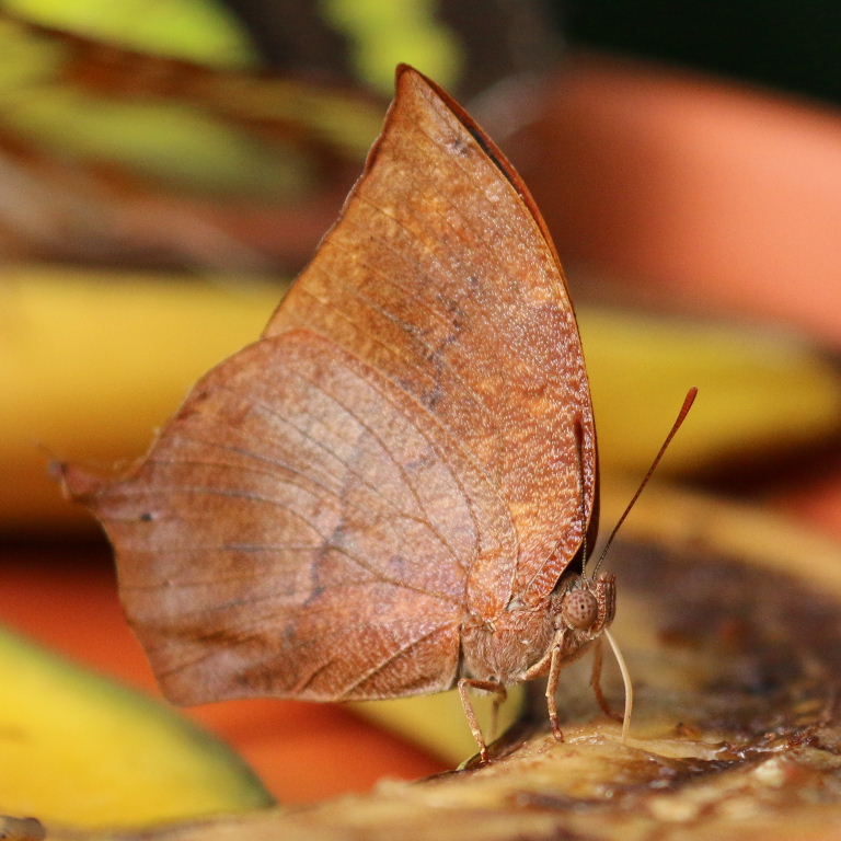 Pointed Leafwing Butterfly