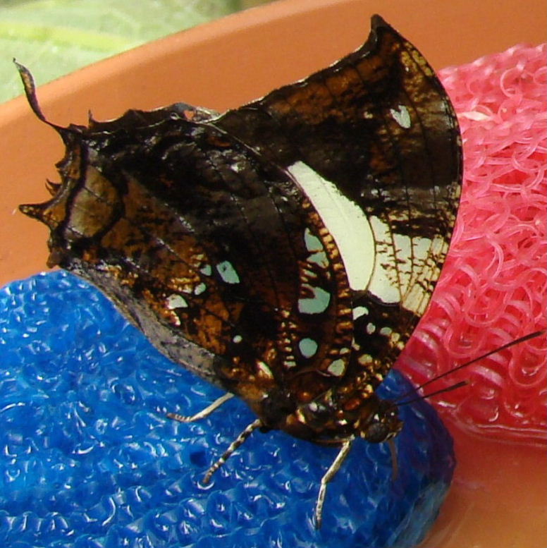 Silver-studded Leafwing Butterfly