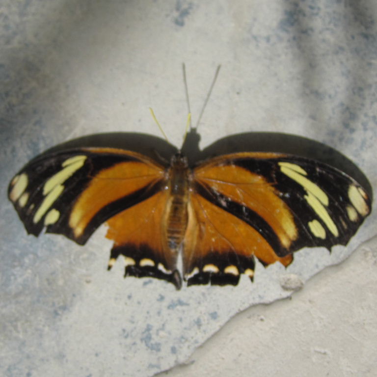 Tiger Leafwing Butterfly