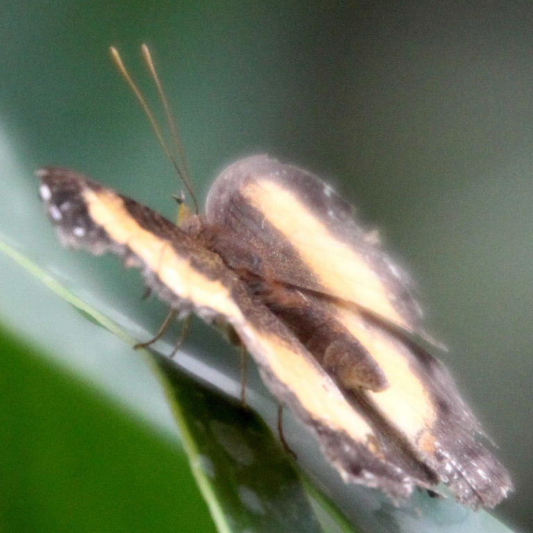 Australian Lurcher Butterfly