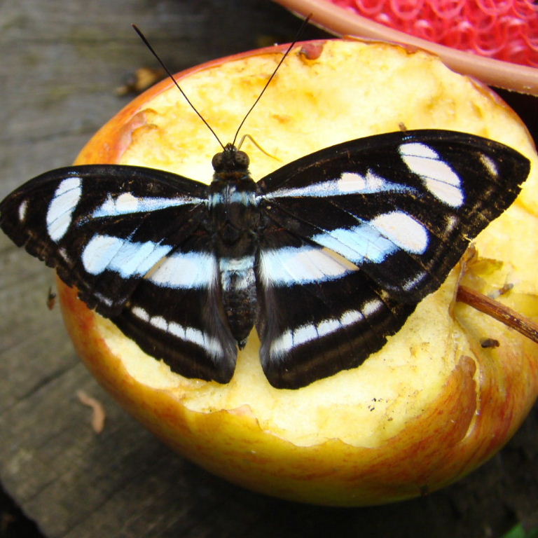 Colour Sergeant Butterfly