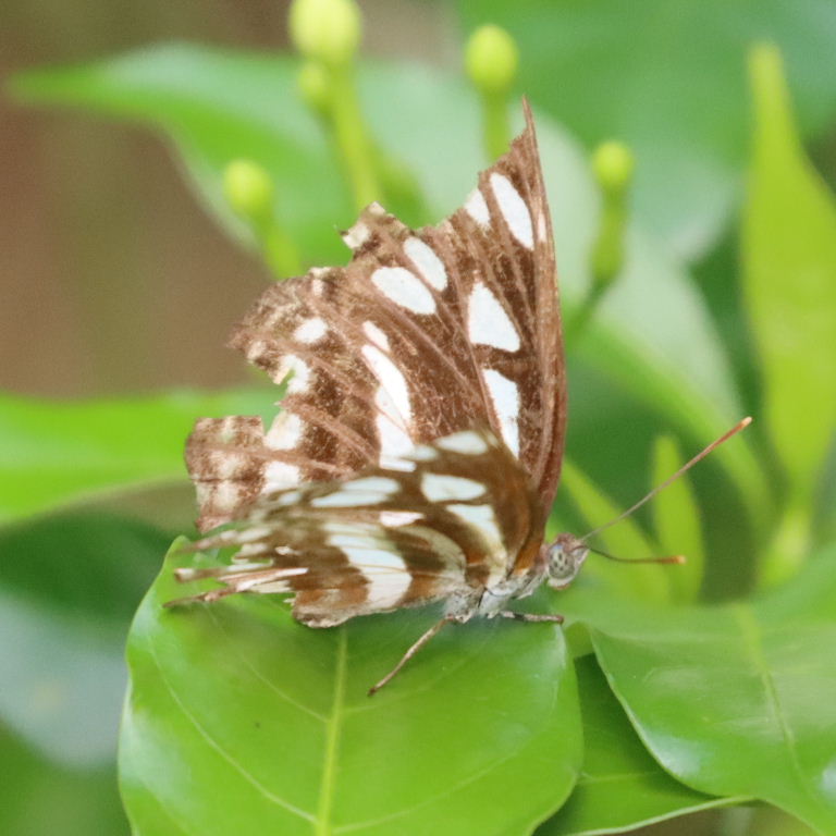 Common Sailer Butterfly