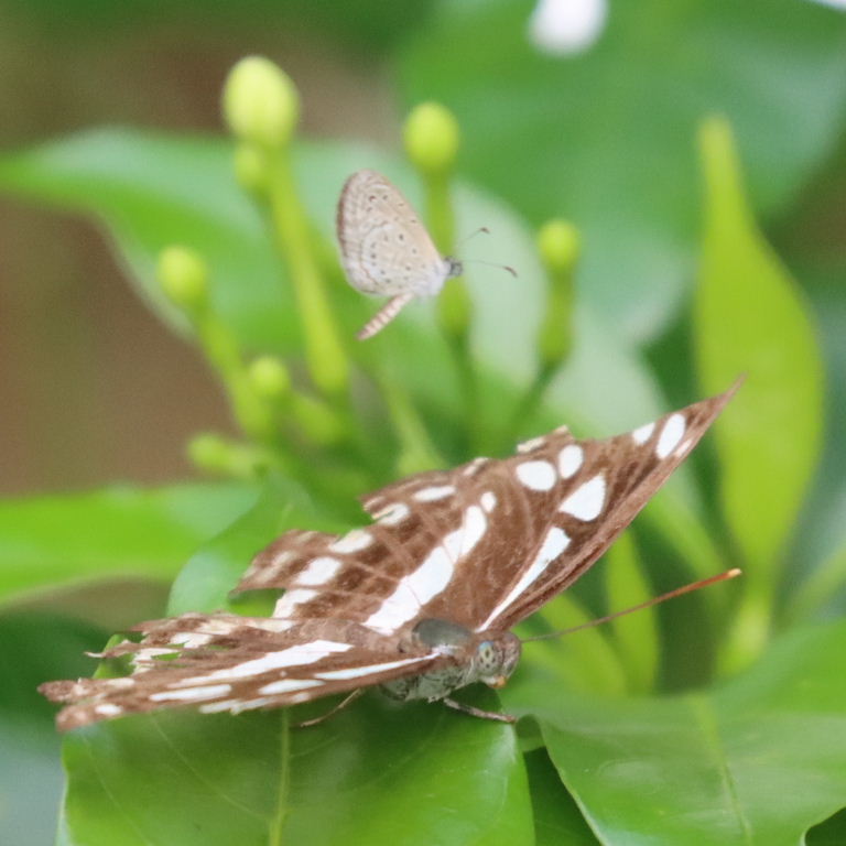 Common Sailer Butterfly