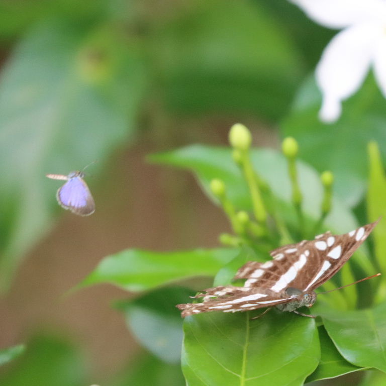 Common Sailer Butterfly