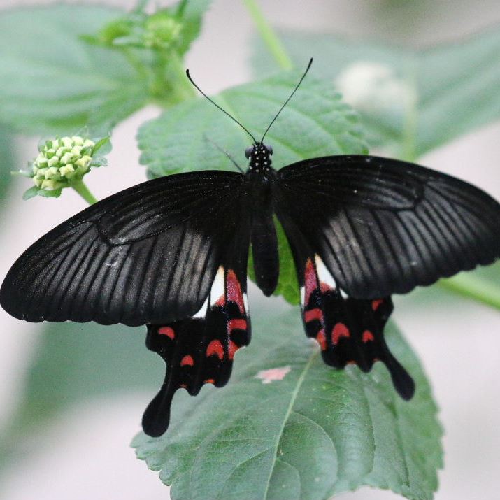 Common Mormon Butterfly female