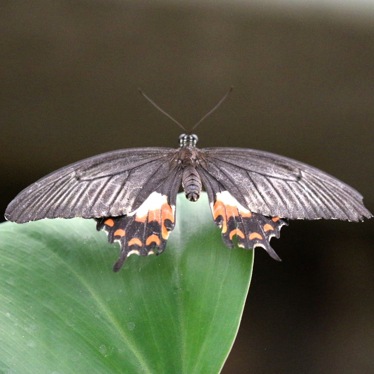 Common Mormon Butterfly female