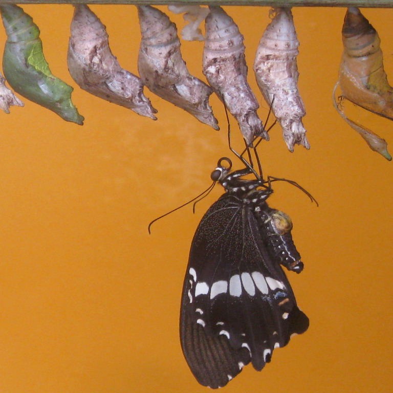 Common Mormon Butterfly emerged from chrysalis