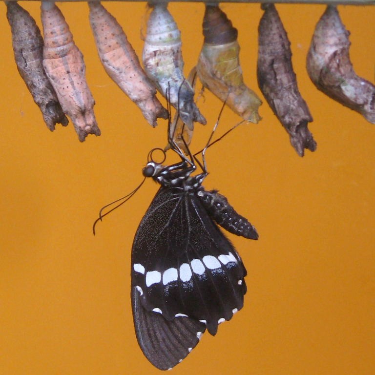 Common Mormon Butterfly emerged from chrysalis