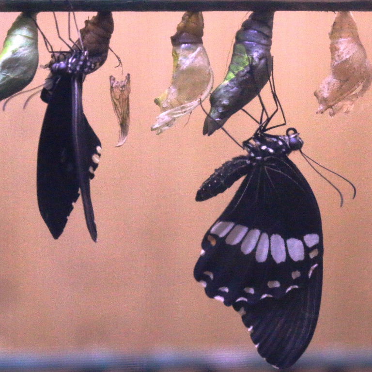Common Mormon Butterfly emerged from chrysalis