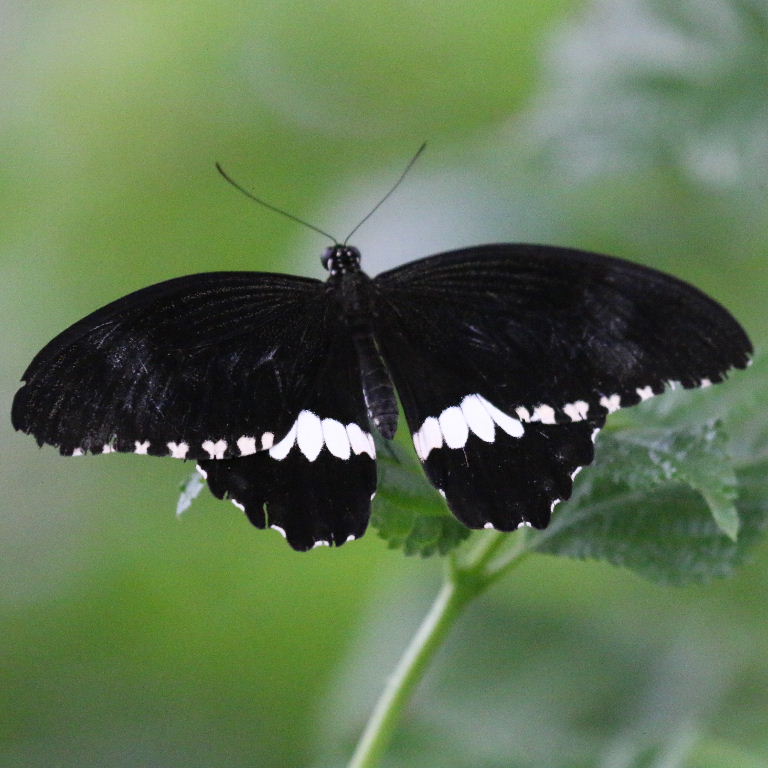 Common Mormon Butterfly tailless