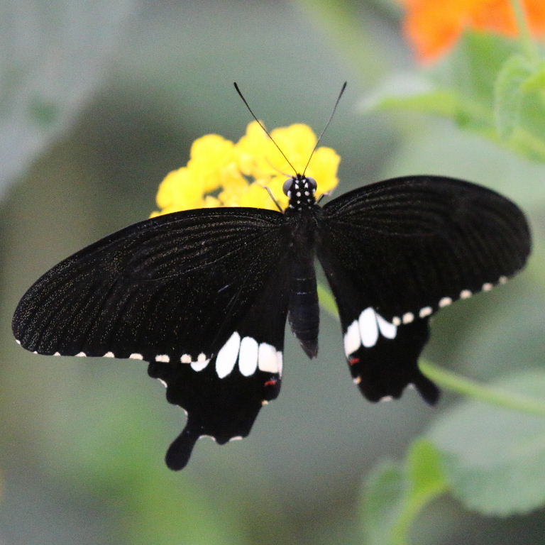 Common Mormon Butterfly with tails