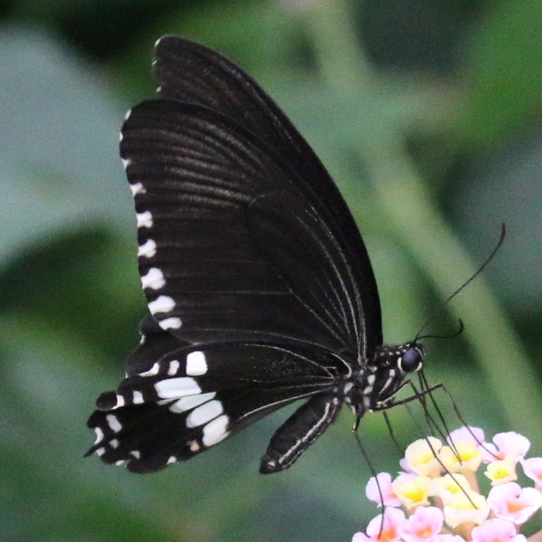 Common Mormon Butterfly underside
