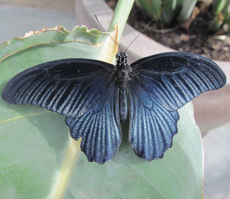 Great Mormon Butterfly male