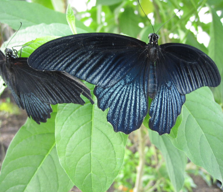 Great Mormon Butterfly male