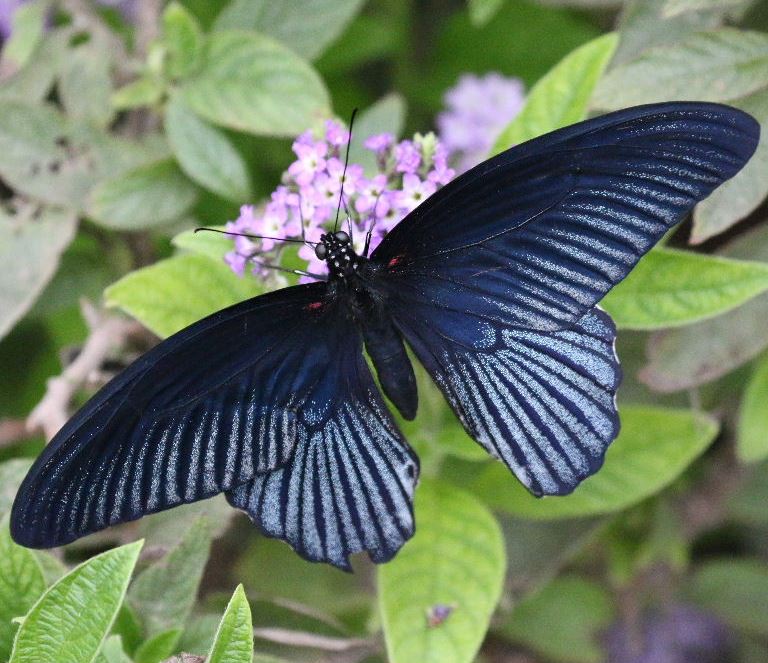 Great Mormon Butterfly male