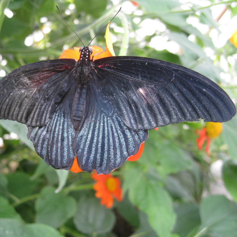 Great Mormon Butterfly coupled