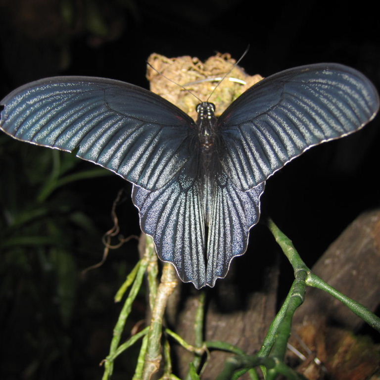 Great Mormon Butterfly coupled underside