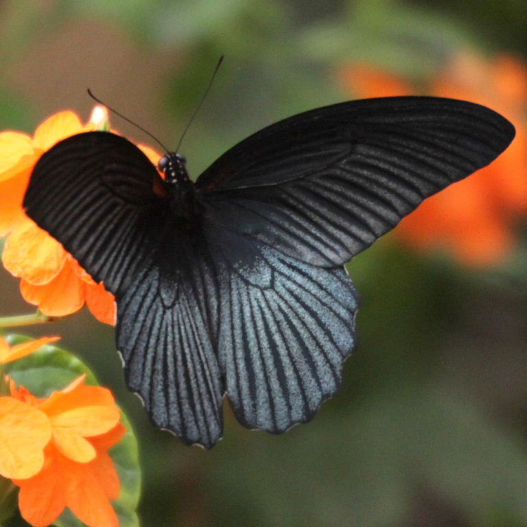 Great Mormon Butterfly male