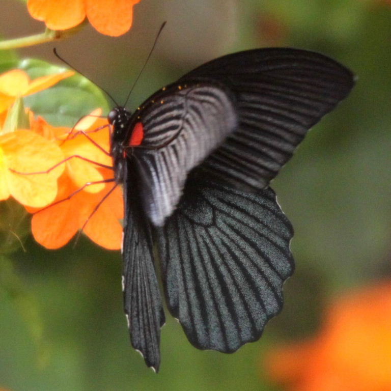 Great Mormon Butterfly male