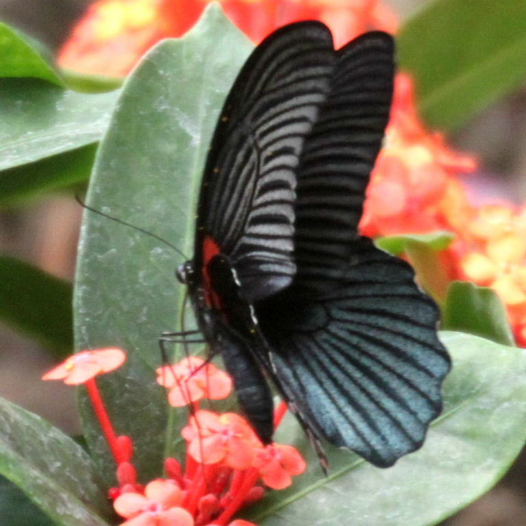 Great Mormon Butterfly male