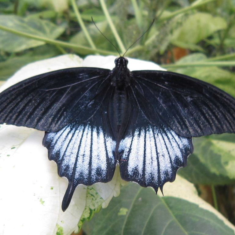 Great Mormon Butterfly sub-species lowii