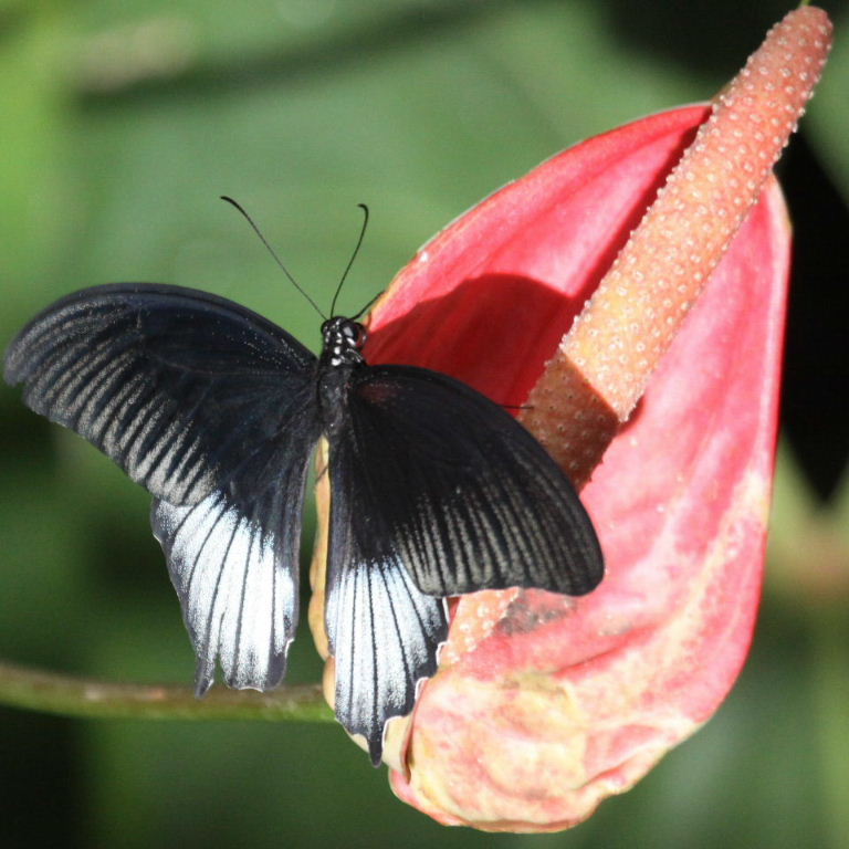 Great Mormon Butterfly male form lowii
