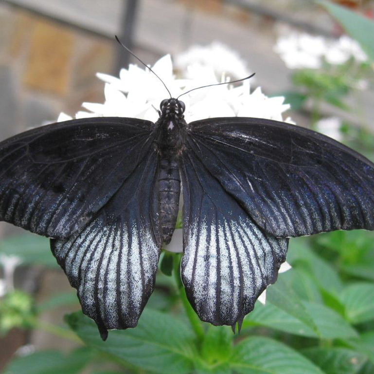 Great Mormon Butterfly male