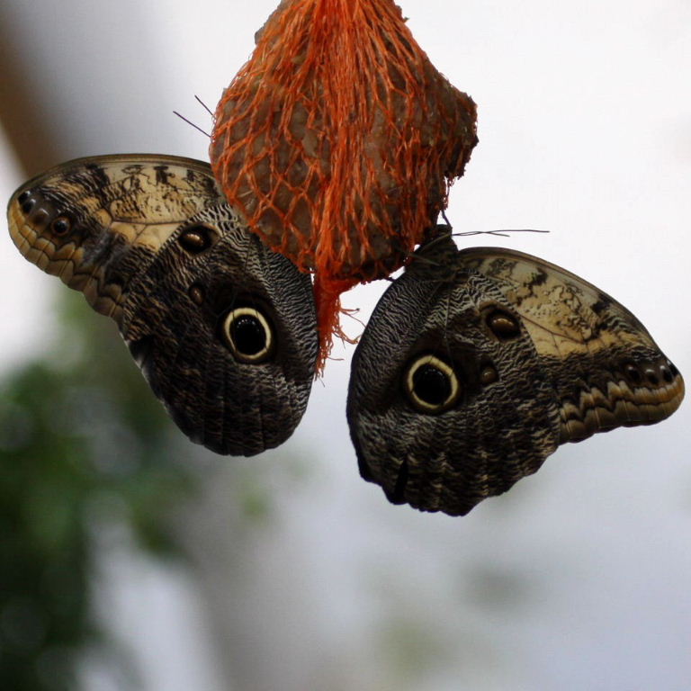 Owl butterflies "face"