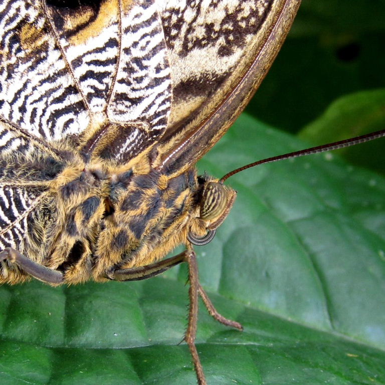 Owl butterfly