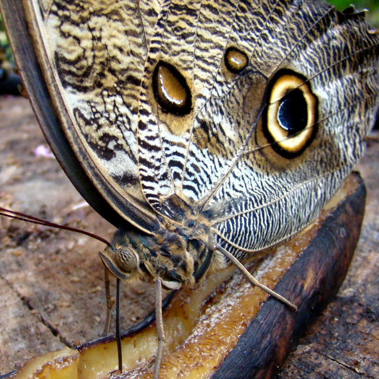 Giant Forest Owl close-up