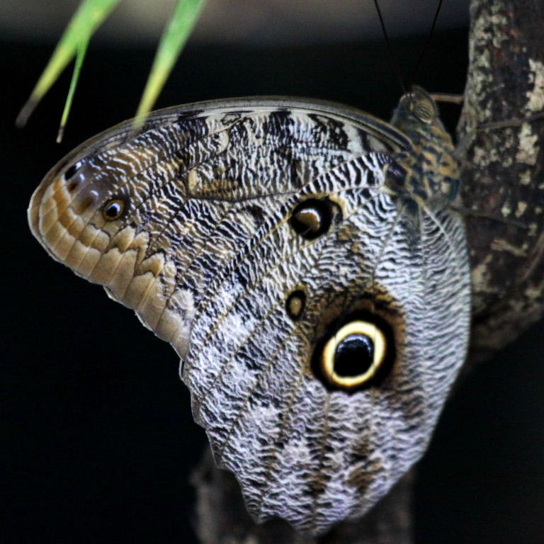Giant Forest Owl butterfly