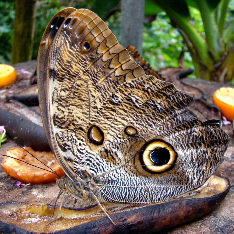 Giant Forest Owl butterfly Caligo eurilochus