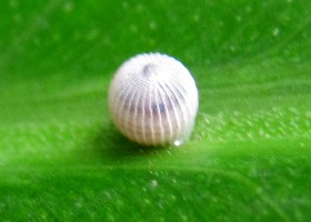 Owl butterfly egg