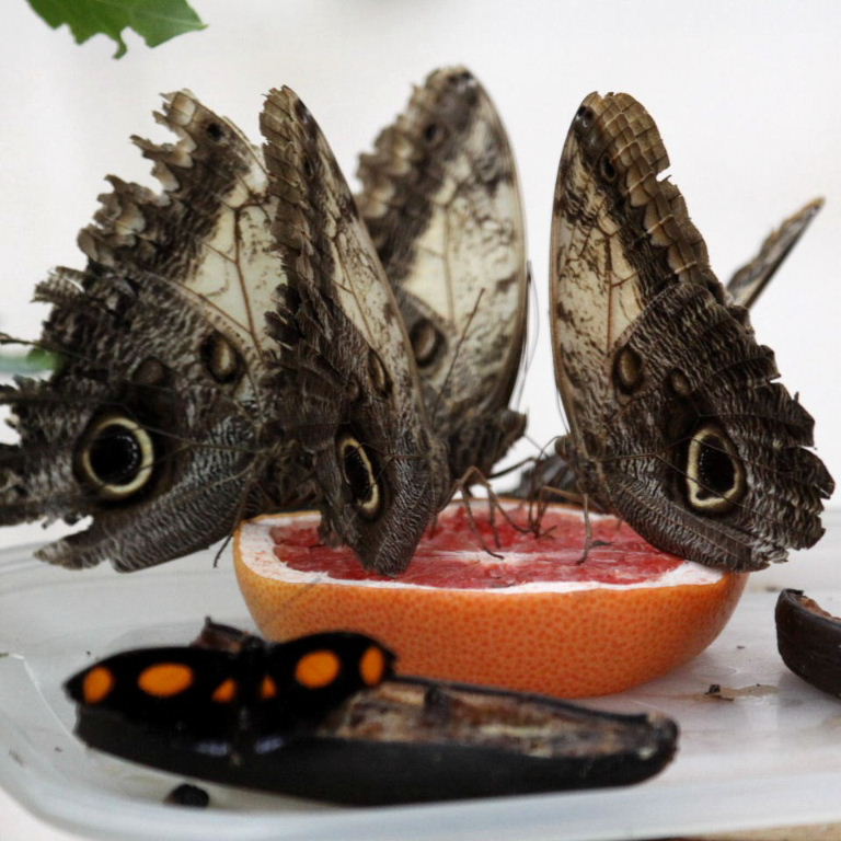 Owl butterflies Pale
