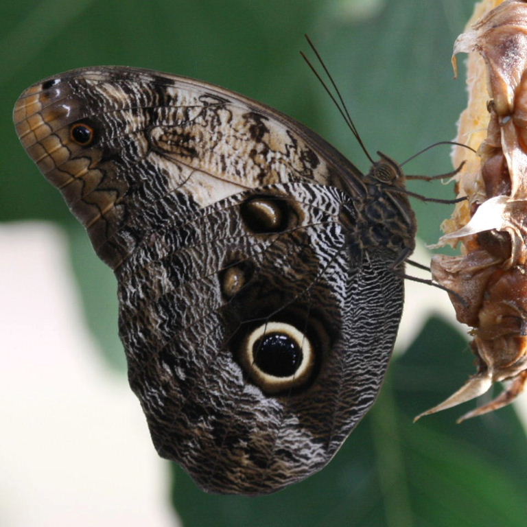 Giant Pale Owl butterfly