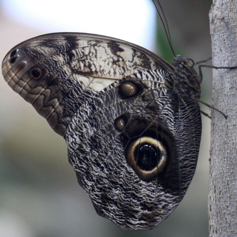 Giant Pale Owl butterfly Caligo memnon