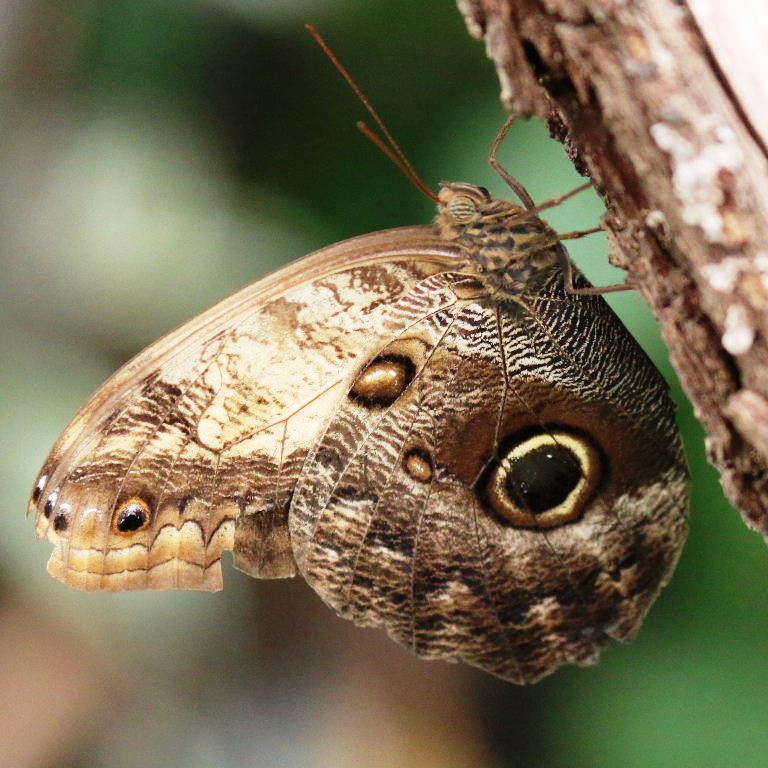 Pale Owl butterfly