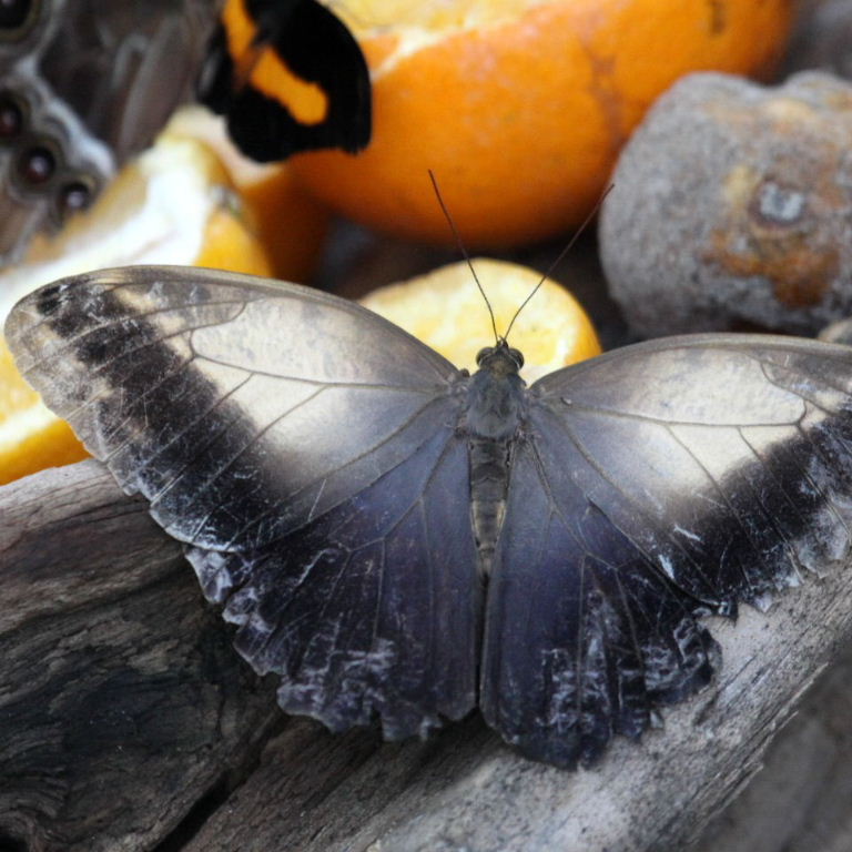 Pale Owl butterfly topside