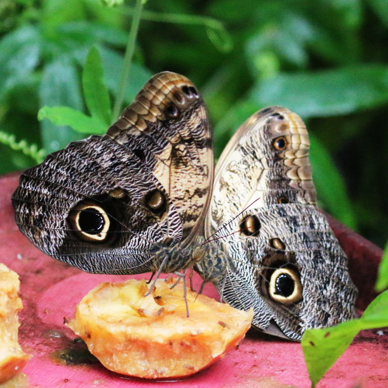 Pale Owl butterflies