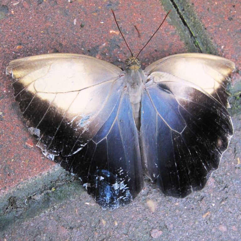 Owl butterfly topside