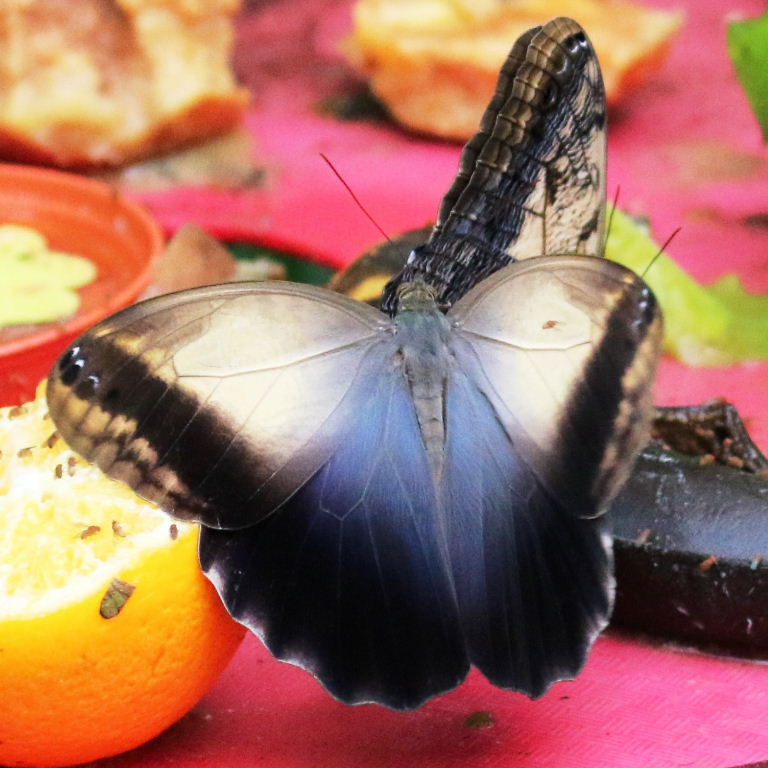 Pale Owl butterfly topside