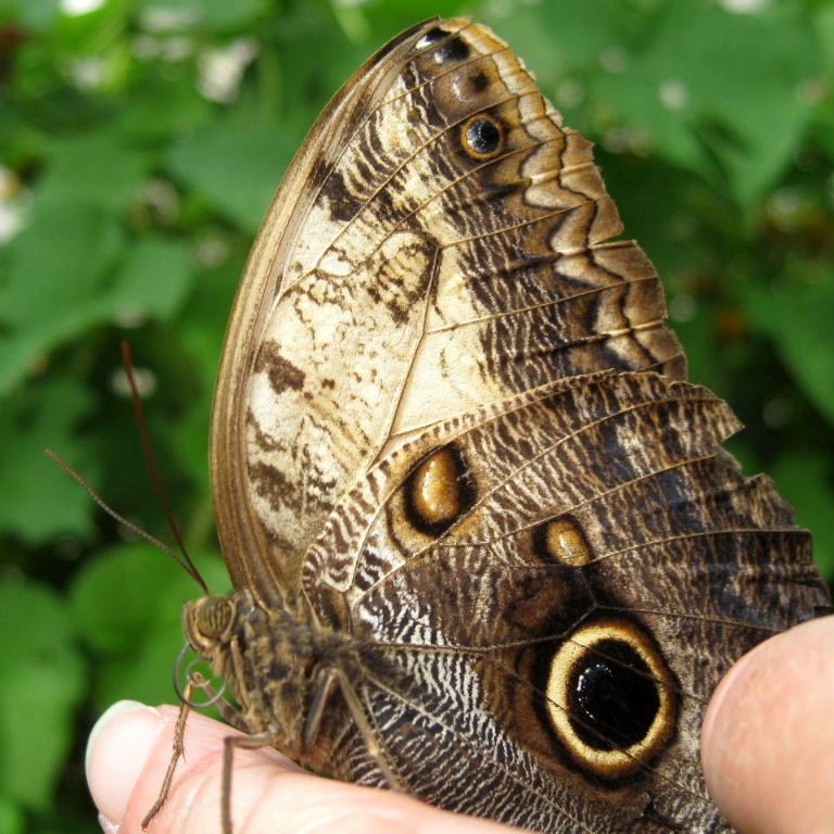 Owl butterfly on finger