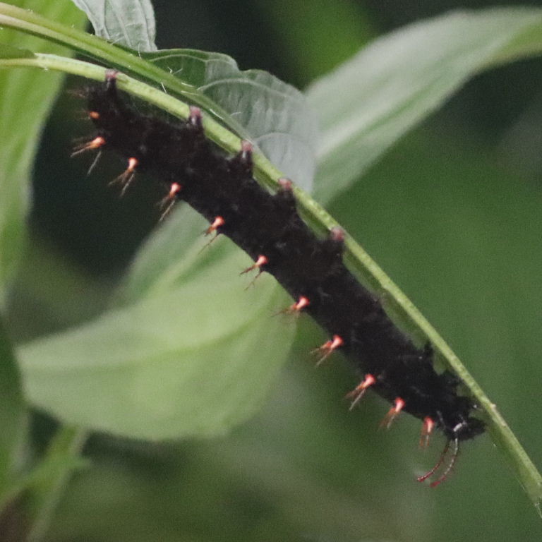 Malachite caterpillar