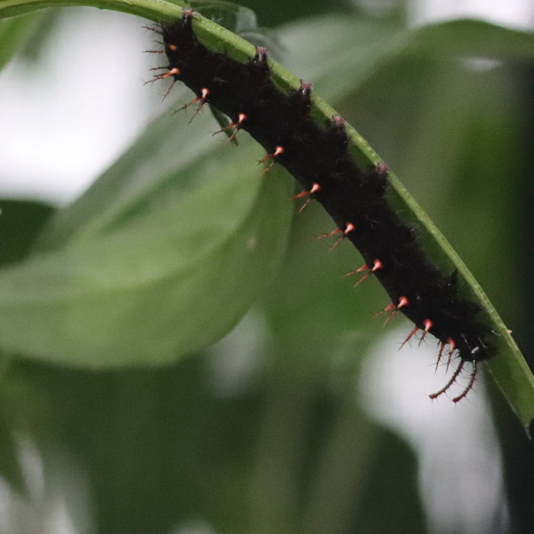 Malachite caterpillar