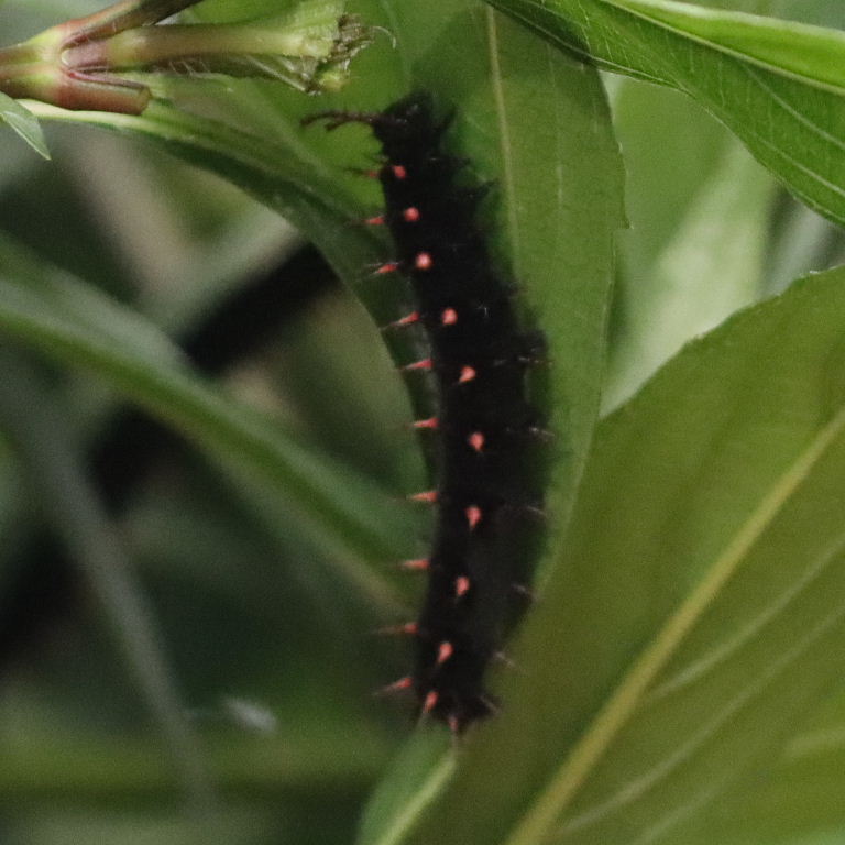 Malachite caterpillar
