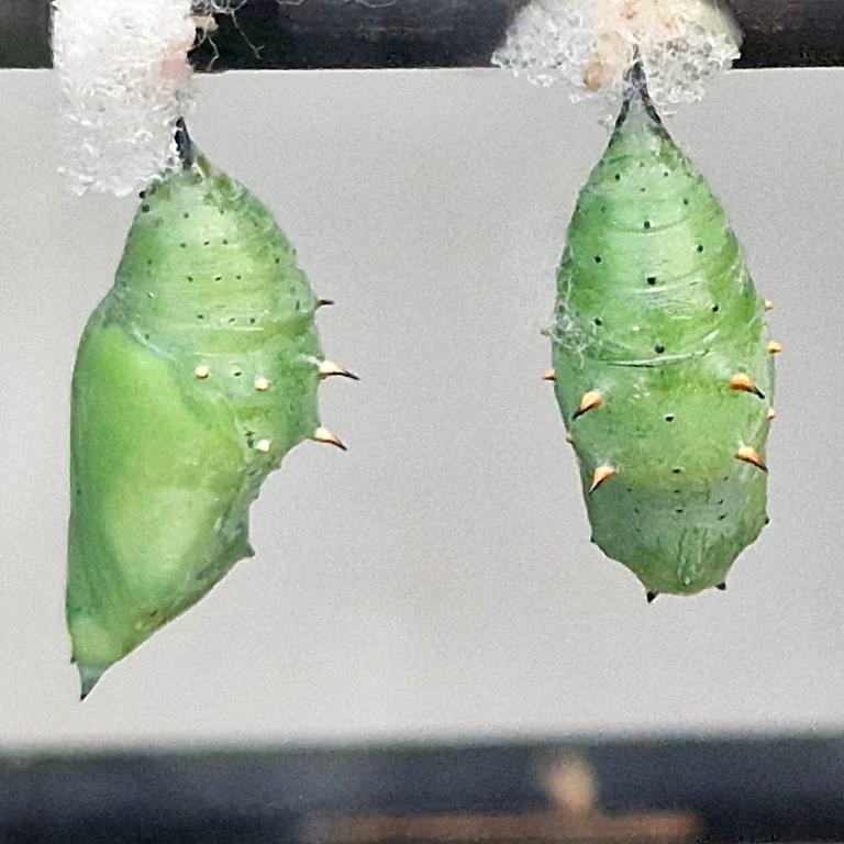 Malachite chrysalis